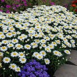 SHASTA DAISY, 200+ Seeds. Heirloom~Non-GMO~USA~Free Shipping. Daisies