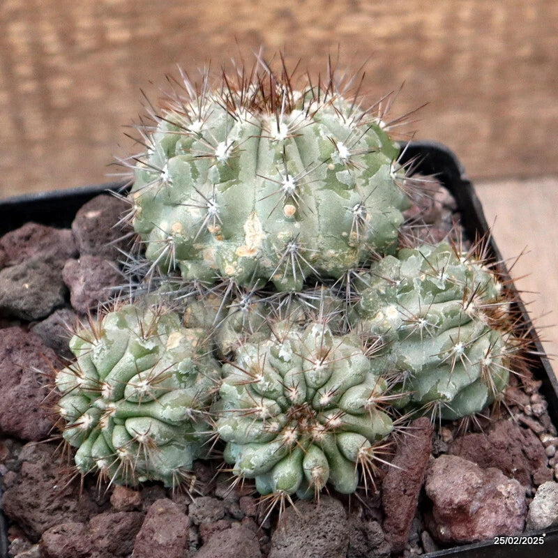 D3325 COPIAPOA GRANDIFLORA pot12-H8-W11 cm MaMa Cactus Green Plant
