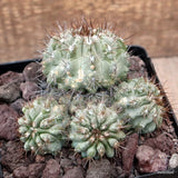 D3325 COPIAPOA GRANDIFLORA pot12-H8-W11 cm MaMa Cactus Green Plant