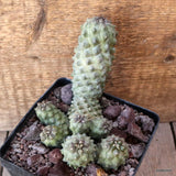 D4750 COPIAPOA TENUISSIMA pot12-H12-W13 cm MaMa Cactus Green Plant