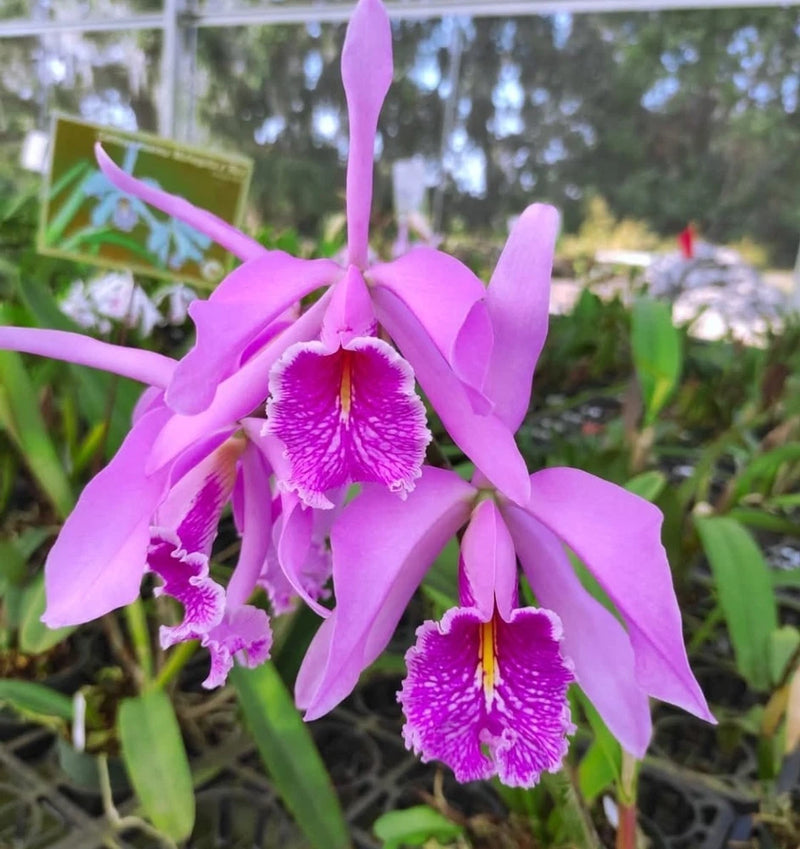 Purple cattleya orchid plant with two purple-pink blooms and green leaves