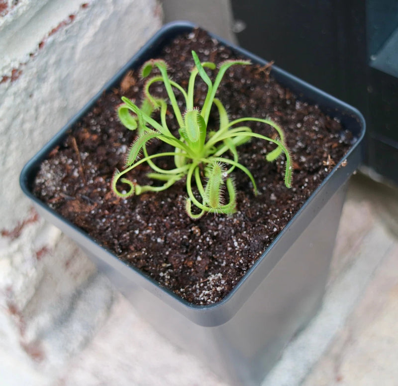 Potted sundew plant with green carnivorous tentacles in a dark rectangular pot