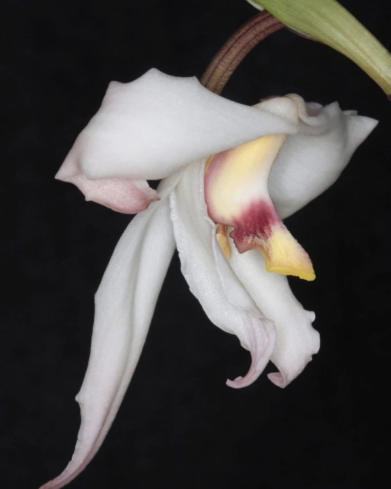 White orchid flower with yellow and burgundy center and curled petals
