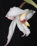 RARE FIND - Maxillaria eburnea Orchids