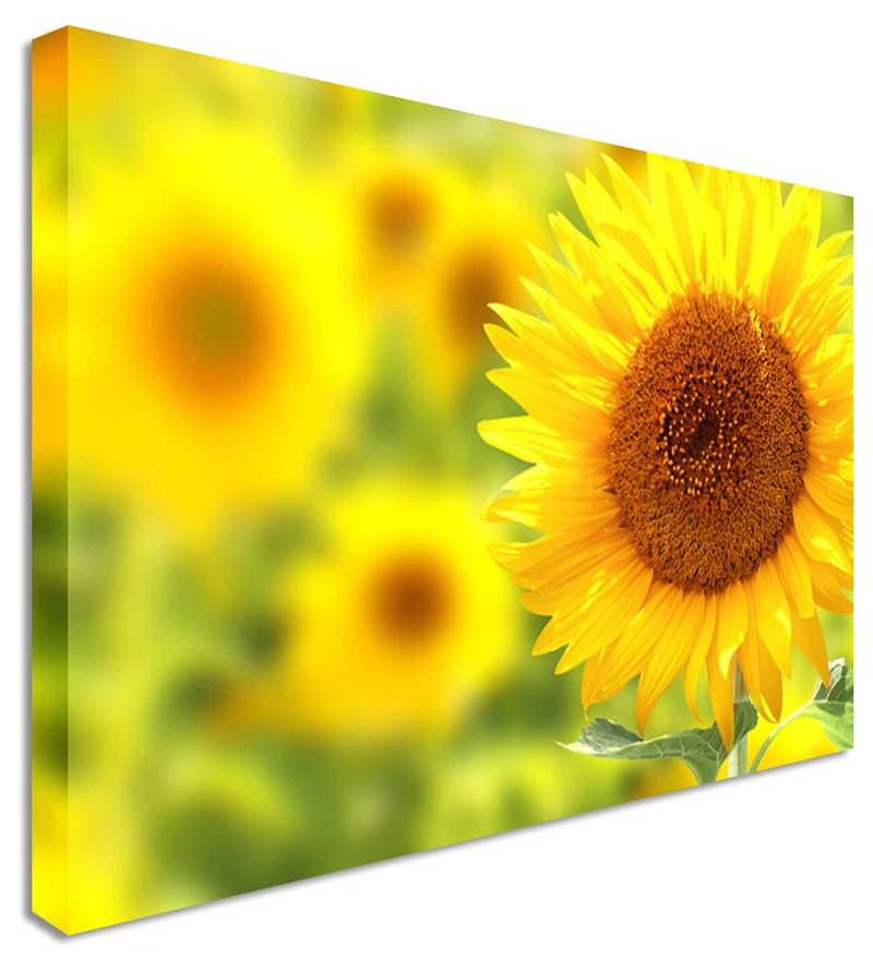 Sunflower canvas wall art with a yellow bloom and textured brown center