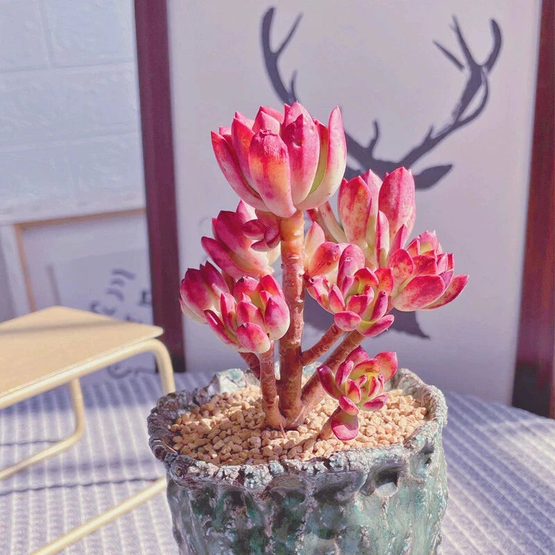 8CM Succulent Plant Echeveria Macdougallii_Multi-Heads_Crassulaceae Home Garden Garden Plants