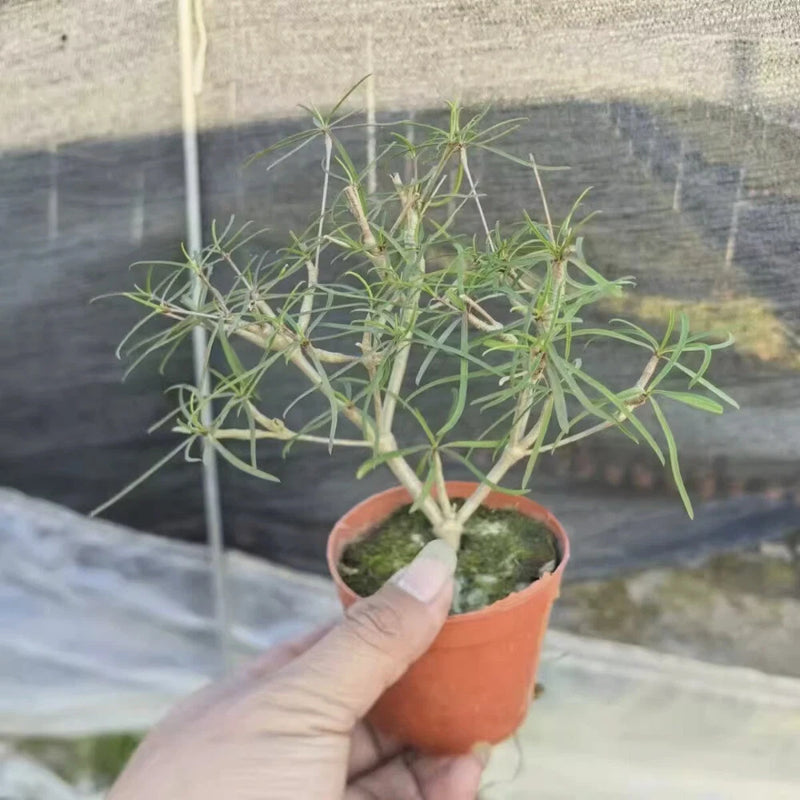 Small succulent cactus plant in a terracotta pot, slender green stems and thin branches