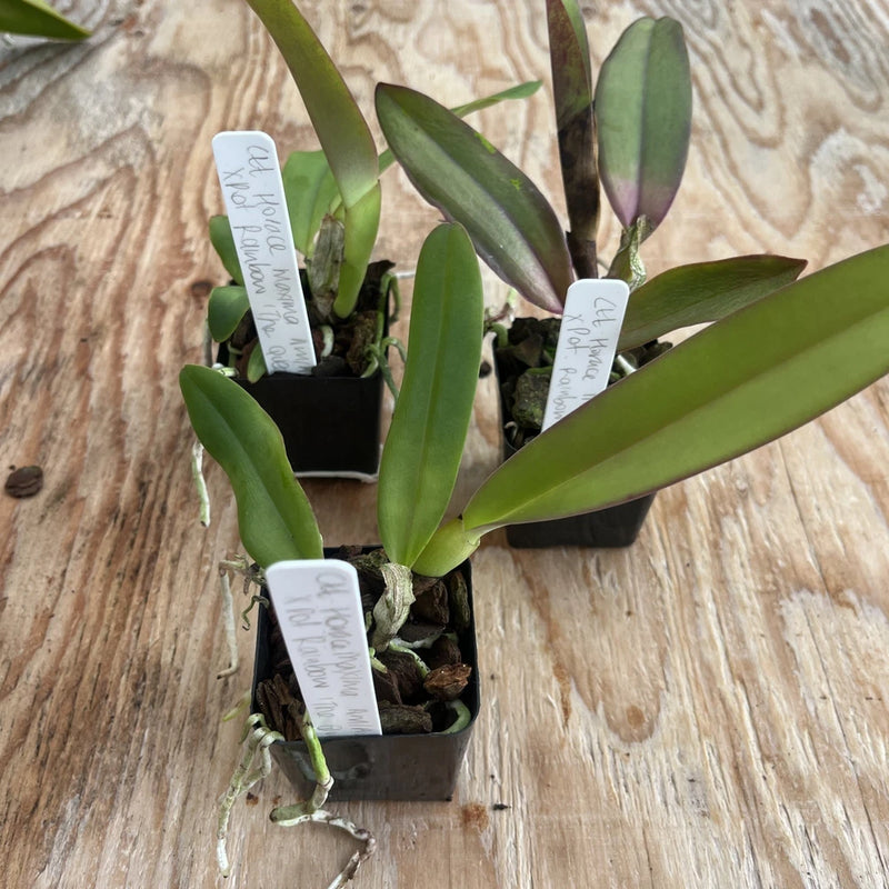 Three potted orchid plants with tall green leaves in small pots, with white plant tags.