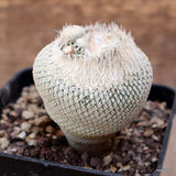 D4160 EPITHELANTHA BOKEI LX240 pot7-H7-W5 cm MaMa Cactus Green Plant