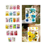 Dried Pressed Flowers for Scrapbooking Craft Making Dry Pressing Floral Set for Dried Flower