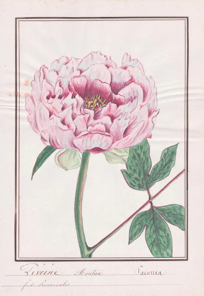 Framed botanical watercolor peony with pink flower and green leaves, rectangular border