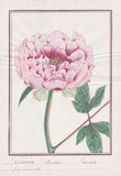 Peony Paeonia Flower Botany Watercolor Drawing 1830 Peony