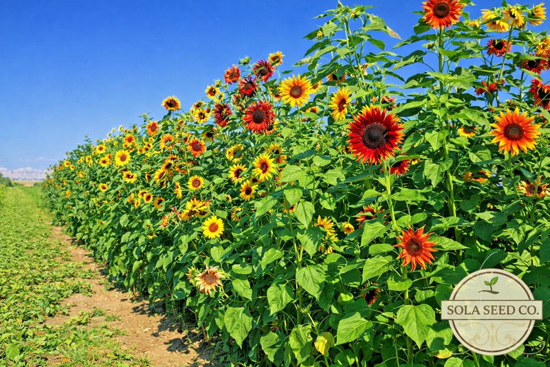 500 Sunflower Seeds Mix Landscaper Pack Non GMO Henry Wilde Lemon Queen Garden Plants