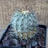 D3515 COPIAPOA STREPTOCAULON pot10-H8-W7 cm MaMa Cactus Green Plant