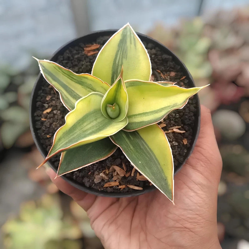 Sansevieria Blue Leaf Variegated Rare Uniqe Snake Plant Green Plant
