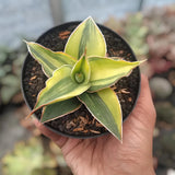 Sansevieria Blue Leaf Variegated Rare Uniqe Snake Plant Green Plant