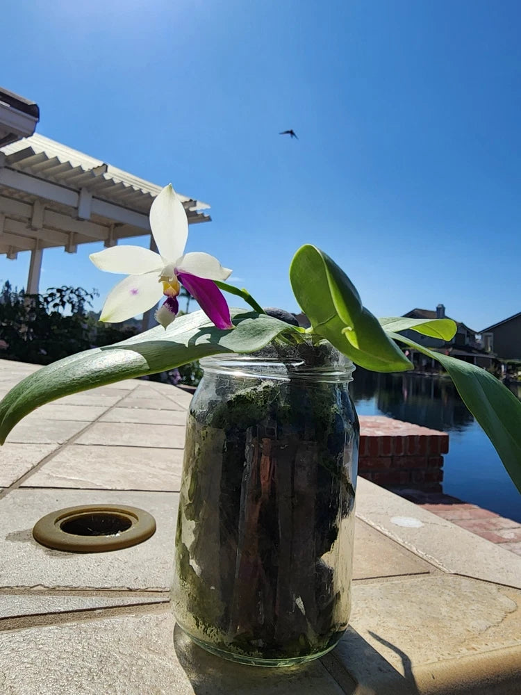 Orchid flower arrangement in clear glass vase with white petals and magenta center