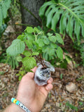 Mysore Raspberry Starter Plant. Green Plant