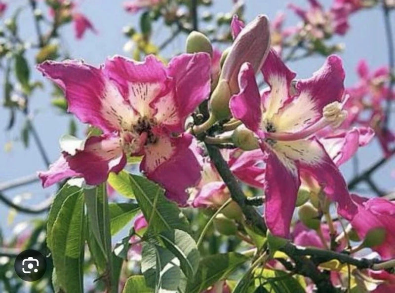 Pink and magenta orchid-like blossoms with cream centers and green leaves