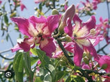 Pink Silk Floss-Ceiba specios-Rare Tree! Beautiful Orchid Like Blooms! Orchids