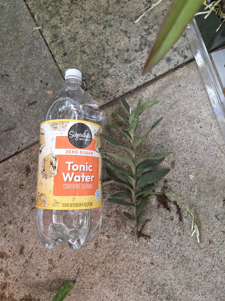 Plastic bottle of zero sugar tonic water with a small green plant beside it