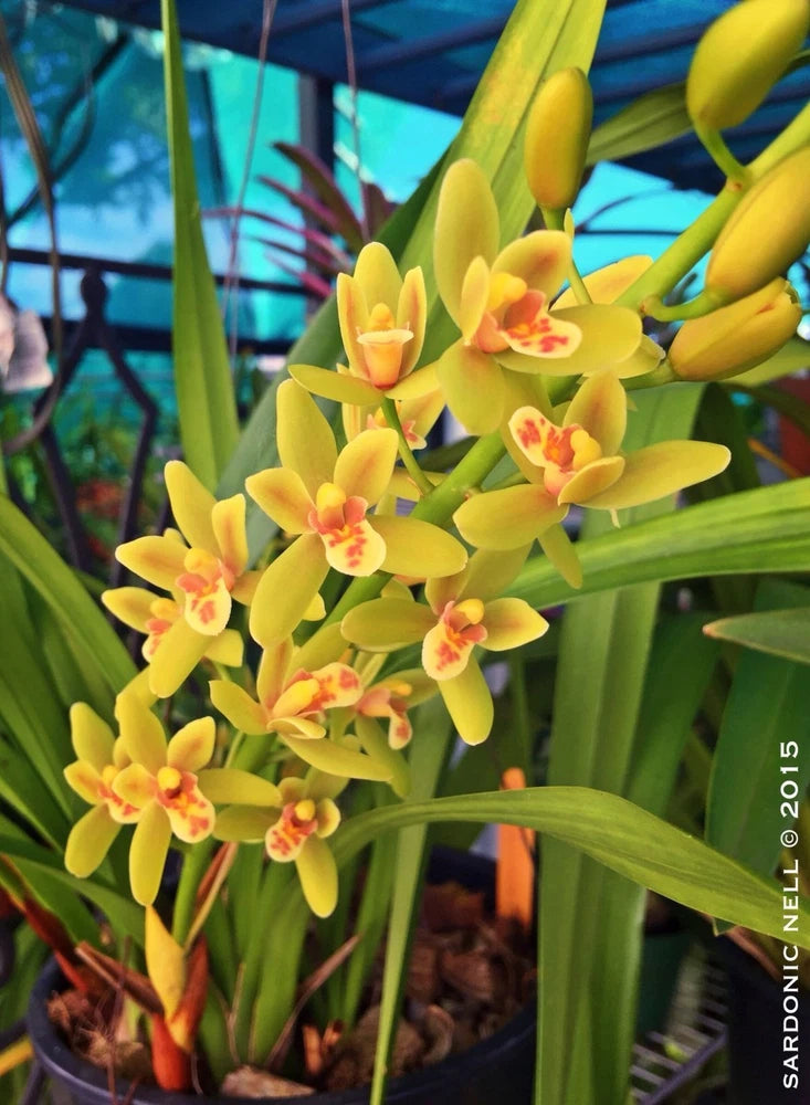 Potted cymbidium orchid with pale yellow-green blooms and pink centers in a garden pot