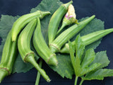 30 CLEMSON SPINLESS OKRA SEEDS.  FRESH HARVEST FOR GARDENS US SELLER Garden Plants