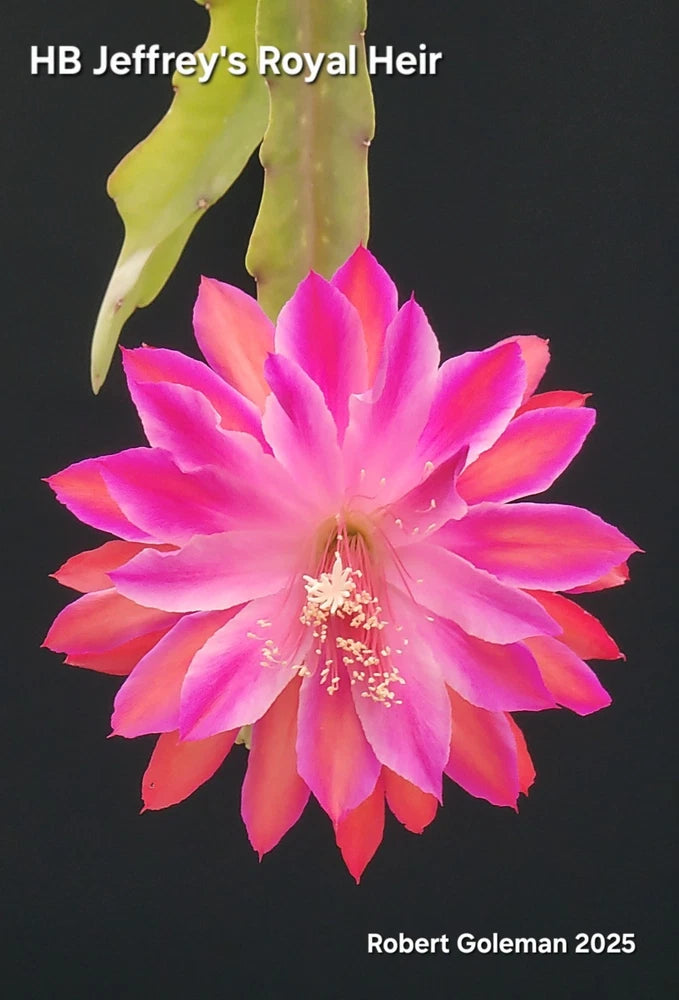 Pink and purple orchid blossom with layered petals and visible stamens