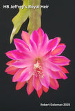 Pink and purple orchid blossom with layered petals and visible stamens