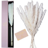 Make It Haute 24" Ivory White Natural Dried Pampas Grass Pampas Grass
