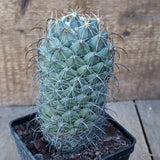 D3398 CORYPHANTHA CORNIFERA SB304 pot10-H15-W9 cm MaMa Cactus Green Plant