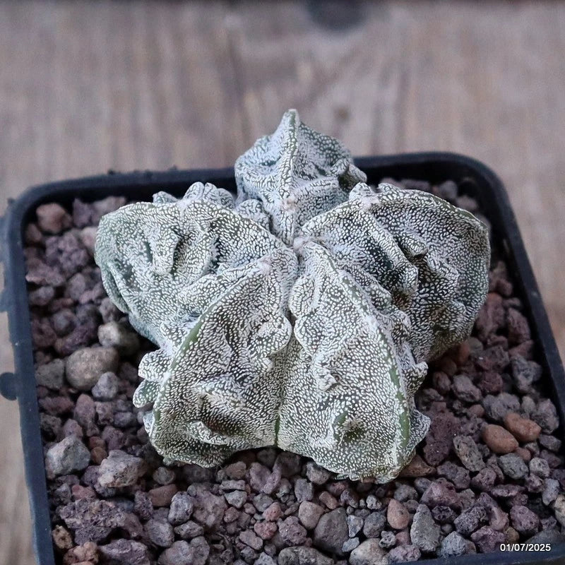 D4927 ASTROPHYTUM MYRIOSTIGMA FUKURYU pot7-H4-W5,5 cm MaMa Cactus Green Plant