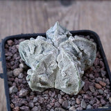D4927 ASTROPHYTUM MYRIOSTIGMA FUKURYU pot7-H4-W5,5 cm MaMa Cactus Green Plant