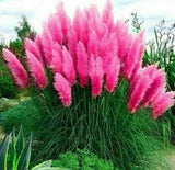 10 Seeds Pink Pampas Grass Seeds Rare Unusual Stunning flower Pampas Grass