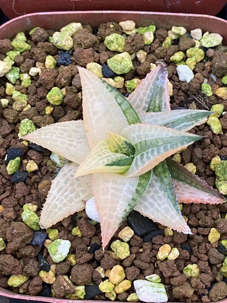RareSucculent Plant Haworthia tesselata Variegated Garden DŽcor Boutique Garden Plants
