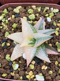 RareSucculent Plant Haworthia tesselata Variegated Garden DŽcor Boutique Garden Plants