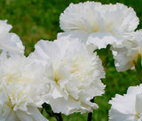 CARNATION GRENADIN WHITE Dianthus Caryophyllus - 200 Bulk Seeds Carnation