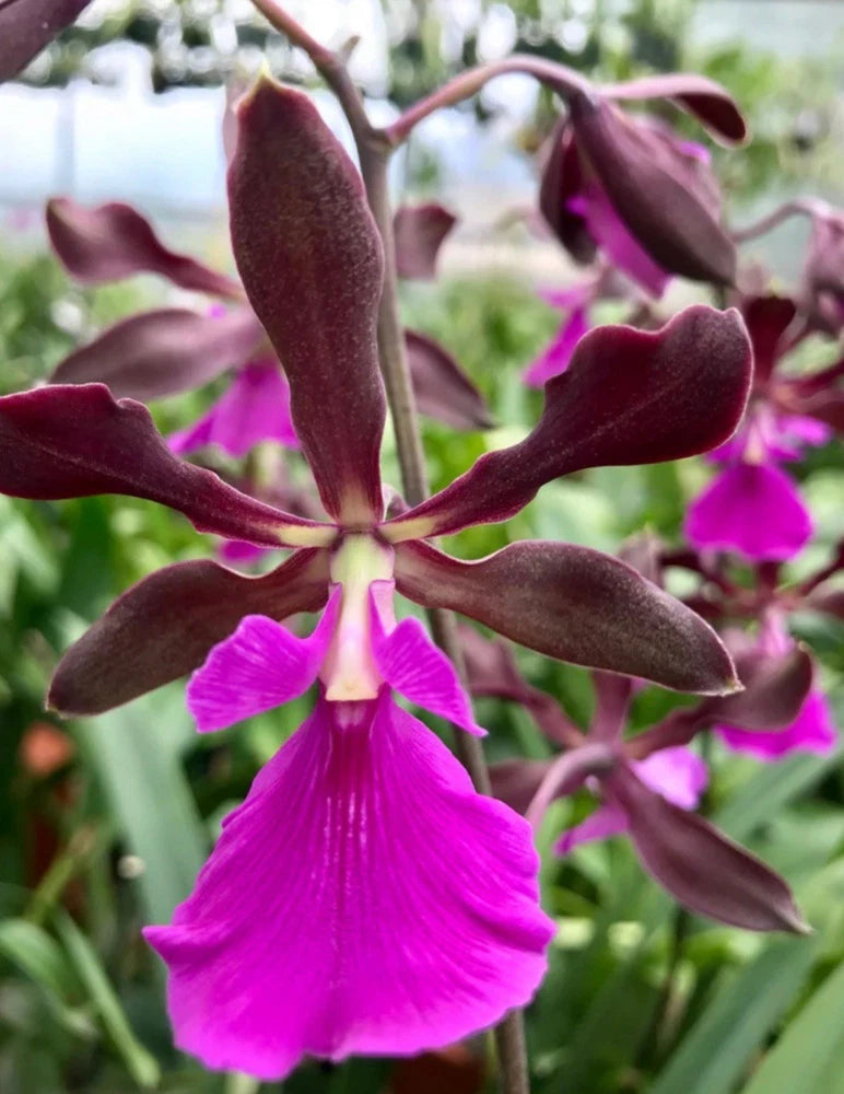 Purple and burgundy orchid flower with fringed petals and drooping buds