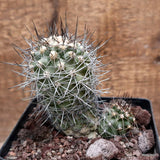 D3611 COPIAPOA HUMILIS LONGISPINA pot12-H11-W10 cm MaMa Cactus Green Plant