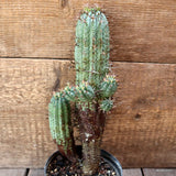 D4508 EUPHORBIA STELLISPINA pot12-H27-W12 cm MaMa Cactus Green Plant
