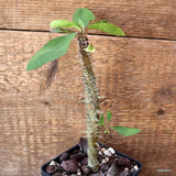 D4703 EUPHORBIA HOFSTAETTERI pot9-H17-W2 cm MaMa Cactus Green Plant