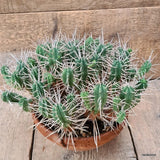 D6484 EUPHORBIA FEROX pot20-H18-W35 cm MaMa Cactus Green Plant