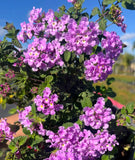 Lantana Purple Live for Planting, Perennial Lantana Flowers for Outdoor 4-6"Tall Flowering Plants