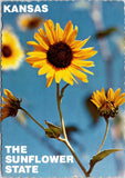 Kansas The Sunflower State Postcard KS State Flower Sunflower