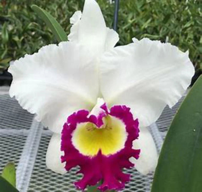 White orchid bloom with purple-magenta center and yellow throat