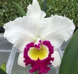 Rlc. Blanche Aisaka 'Yuki' Orchids
