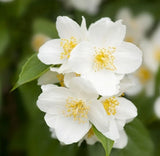 1 Sweet Mock Orange Starter Plant 12-24" Philadelphus coronarius Bare Root Orchids