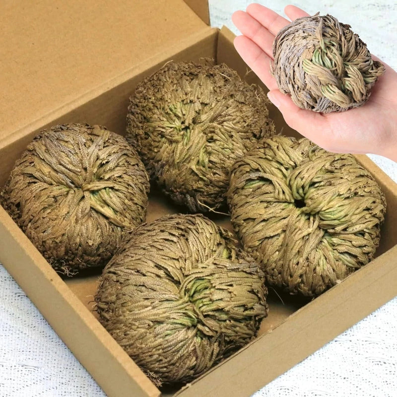 4-Pack Large Premium Dried Rose of Jericho, Selaginella Resurrection 4Pcs Dried Flower