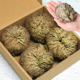 4-Pack Large Premium Dried Rose of Jericho, Selaginella Resurrection 4Pcs Dried Flower