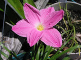 Rain Lily, Zephyranthes Labufarosea Pink Panther, 3 bulbs, NEW, habranthus Flowering Plants